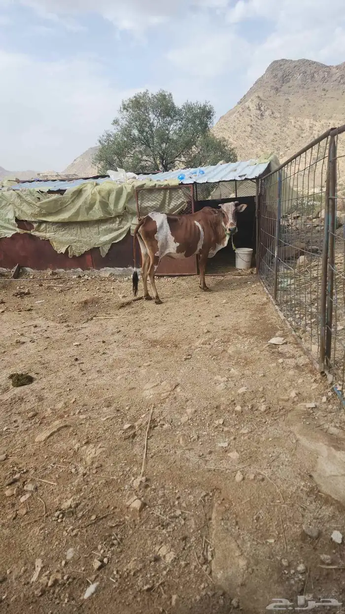بقرة والد معها خبشه عمرها 3 اشهر البقرة هادية سنها رباع 1
