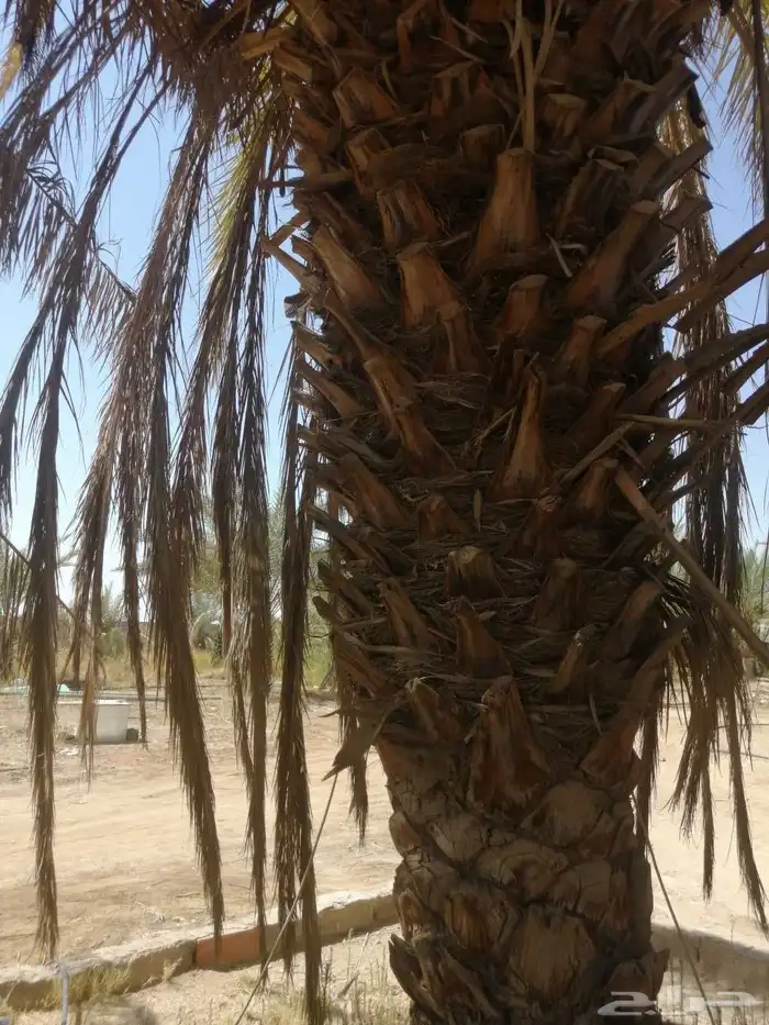 نخل للبيع عمره أكثرمن ثلاثين سنه 3