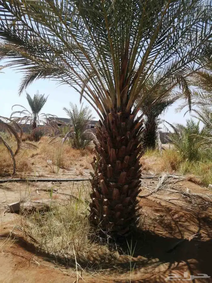نخل للبيع عمره أكثرمن ثلاثين سنه 2