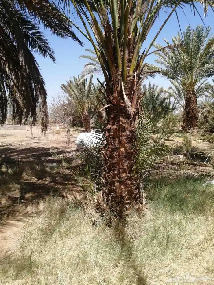 نخل للبيع عمره أكثرمن ثلاثين سنه 1