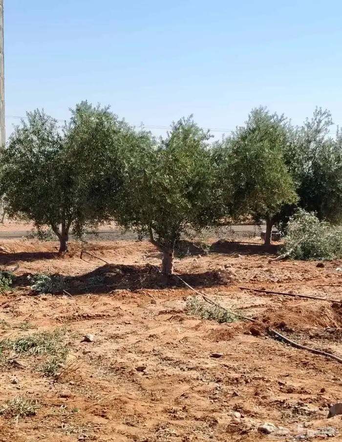 شجره زيتونه معمره متفرع اشجار زيتون نخل وشنطونيا نخل عربي 6