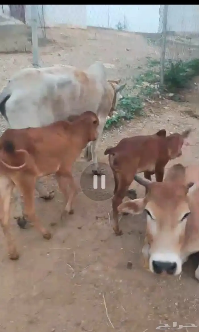 بقر للبيع الموقع العيدابي 0