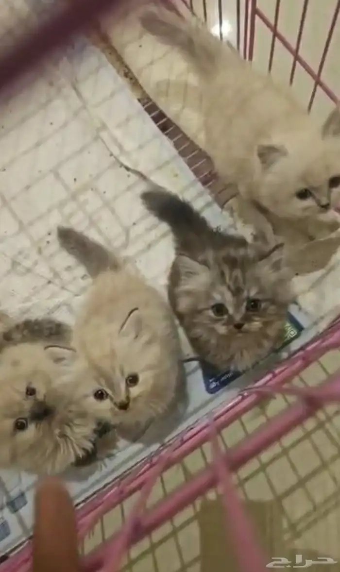 قطط شيرازي كيوت 7