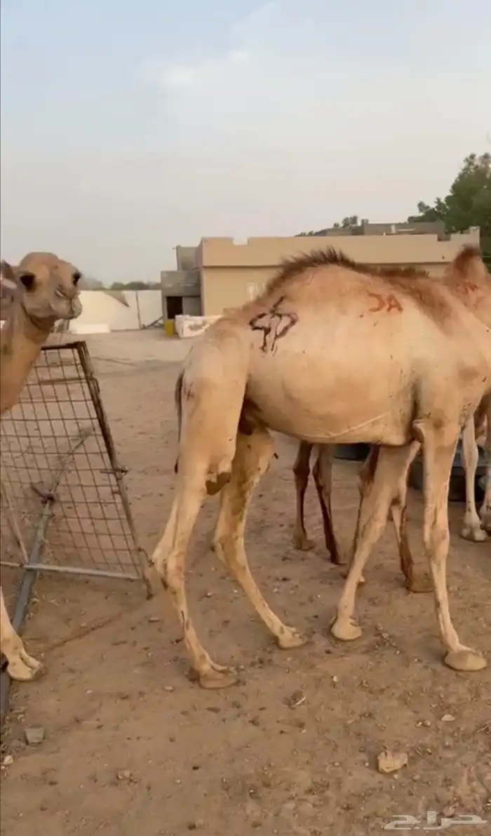 قعود قعدان صومالية البيع تفريد وجملة 0
