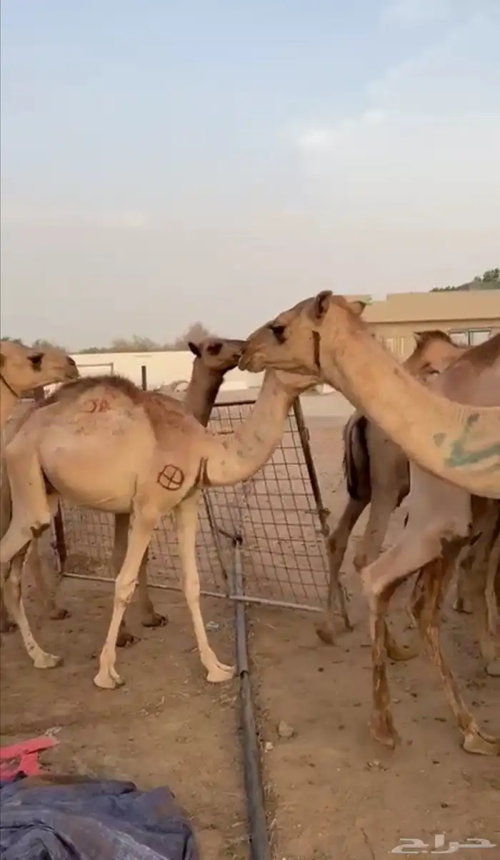 قعود قعدان صومالية البيع تفريد وجملة 4