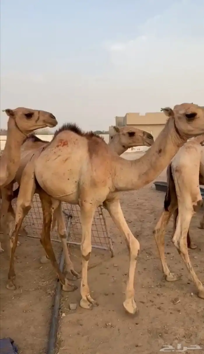 قعود قعدان صومالية البيع تفريد وجملة 3