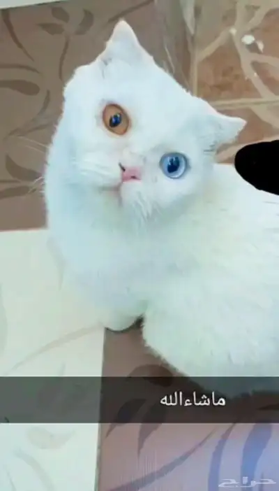 قطة للتبني جميلة ماشاء الله 0