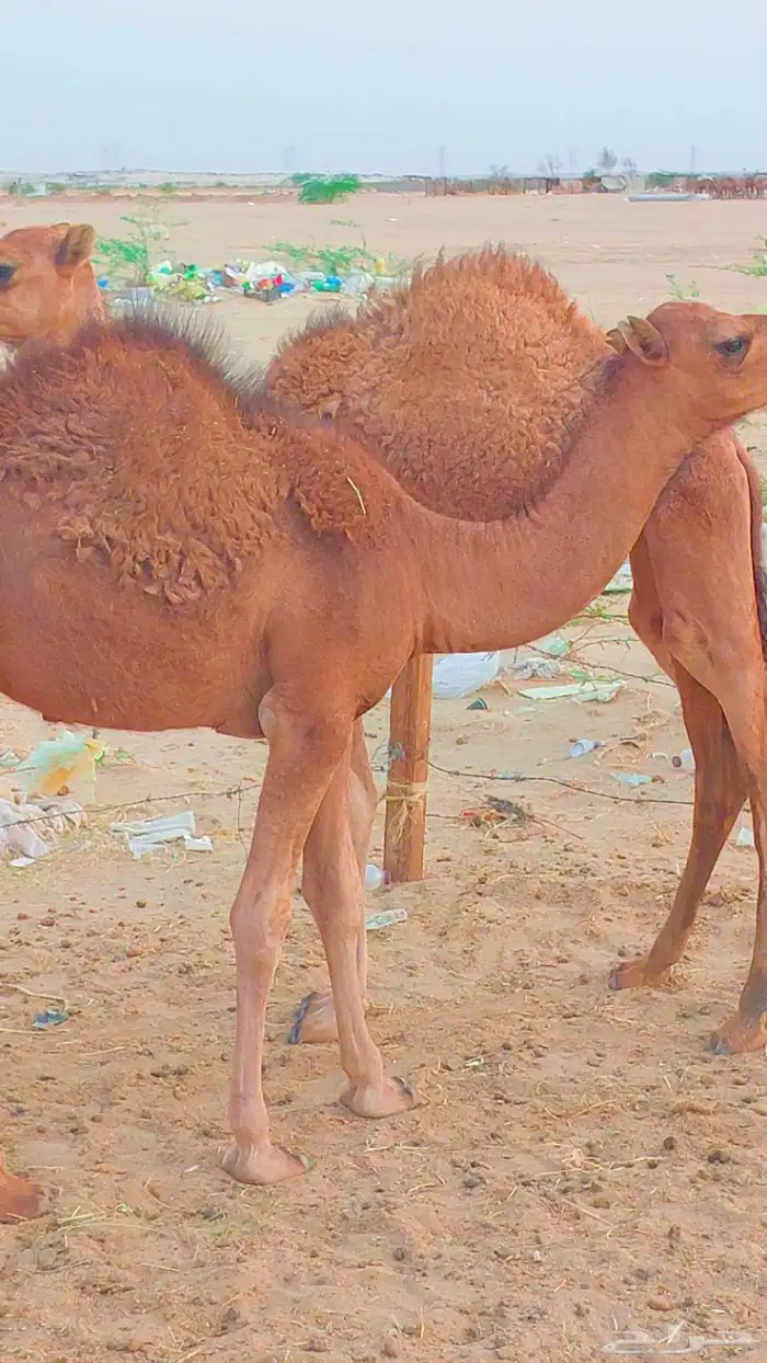 قعود وبكرة 1