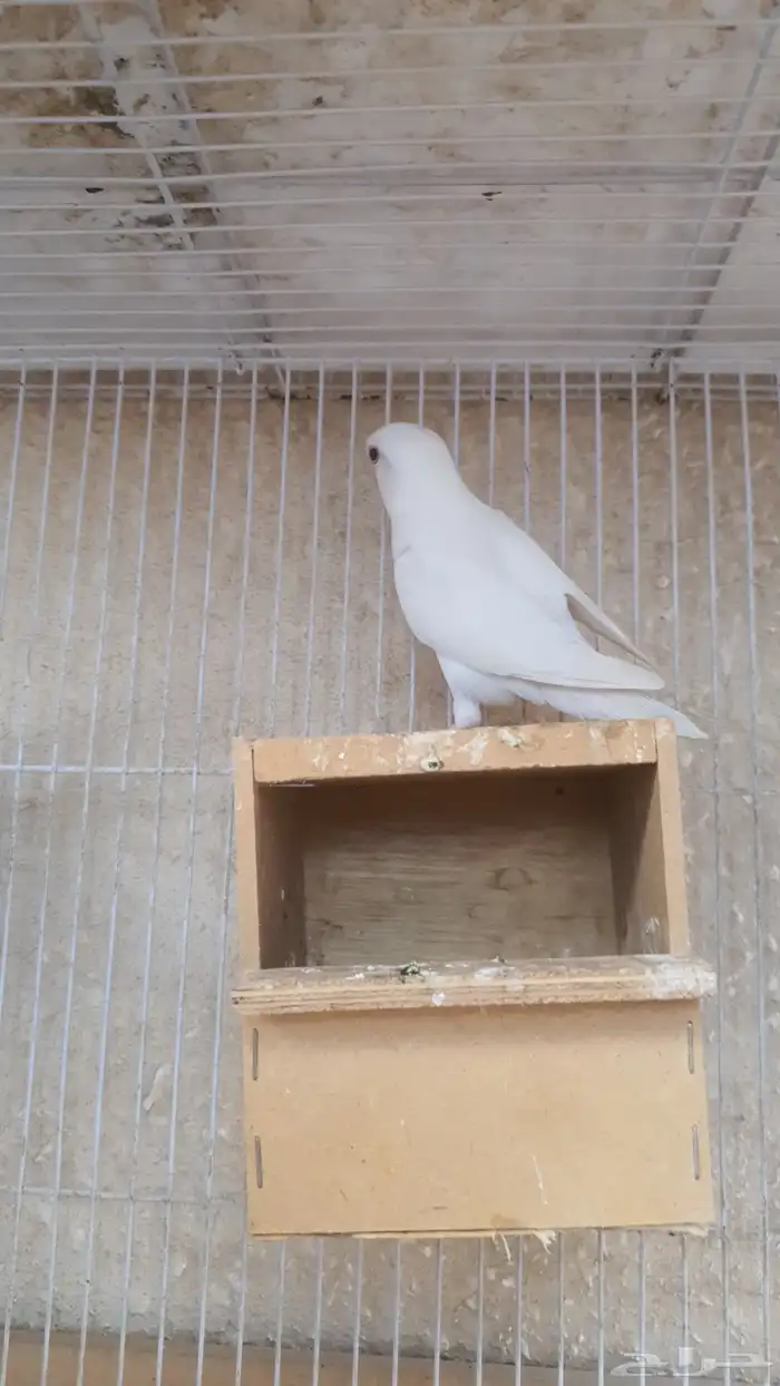 جوز روز البينو 4