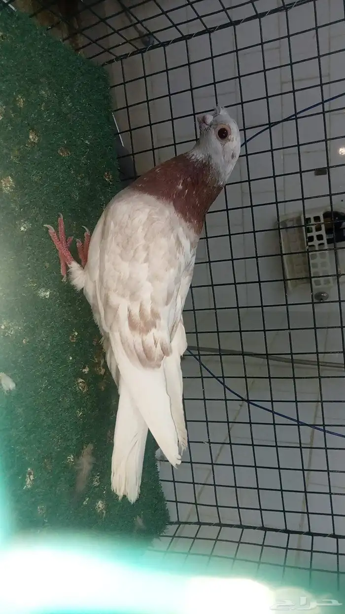 للبيع انثى شاينز ابو قرن صيني 3