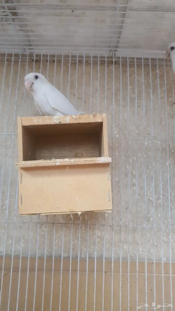 جوز روز البينو 2