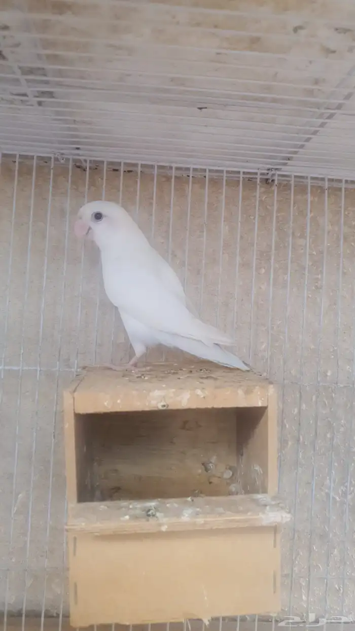 جوز روز البينو 8