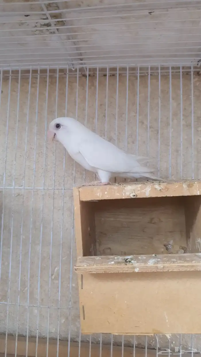 جوز روز البينو 1