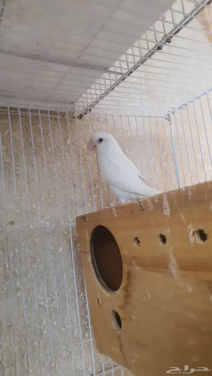 جوز روز البينو 0