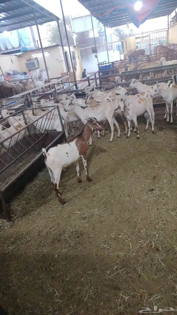 تيوس صوماليه العدد 35 رأس 0