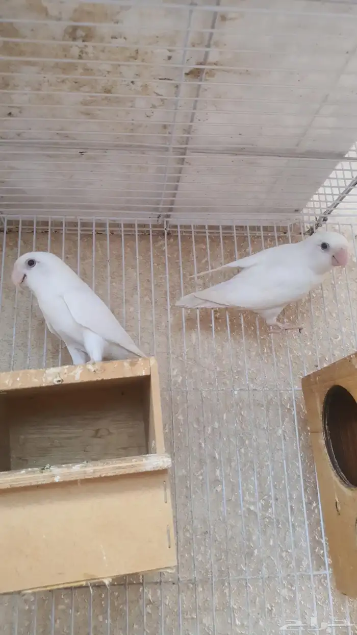 جوز روز البينو 3