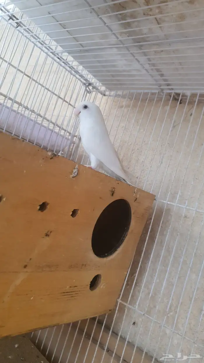 جوز روز البينو 5