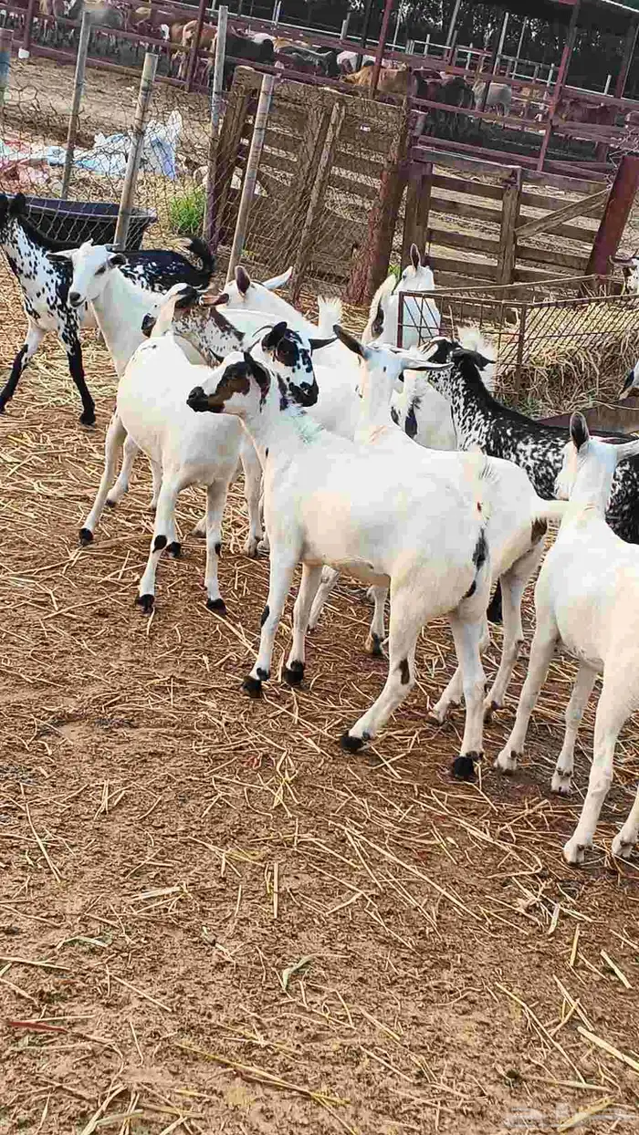 معنا جفار بلدي طيبة 4