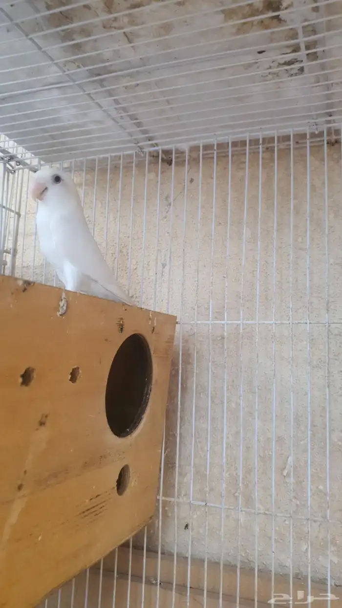 جوز روز البينو 6