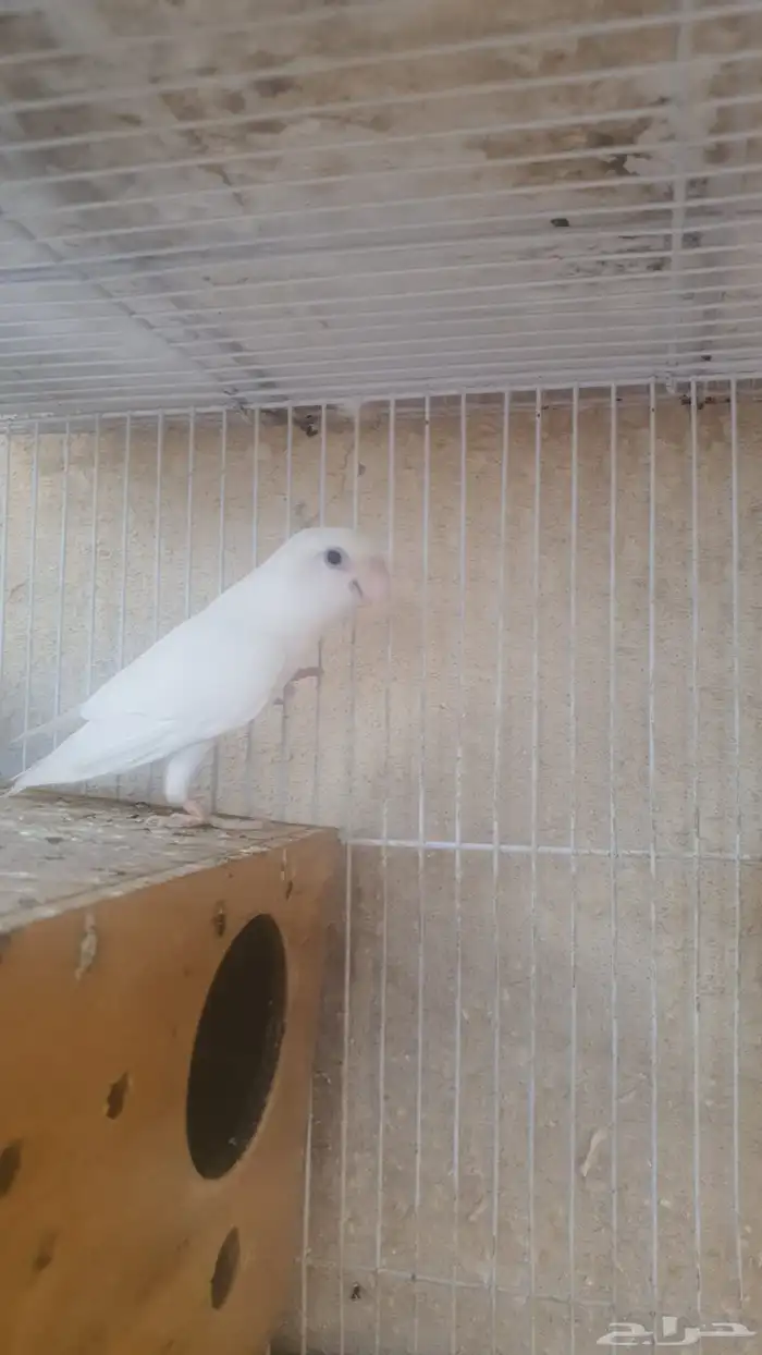 جوز روز البينو 7