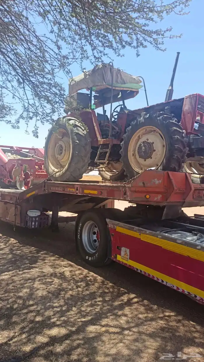 الوبد متوجد في الرس القصيم 1