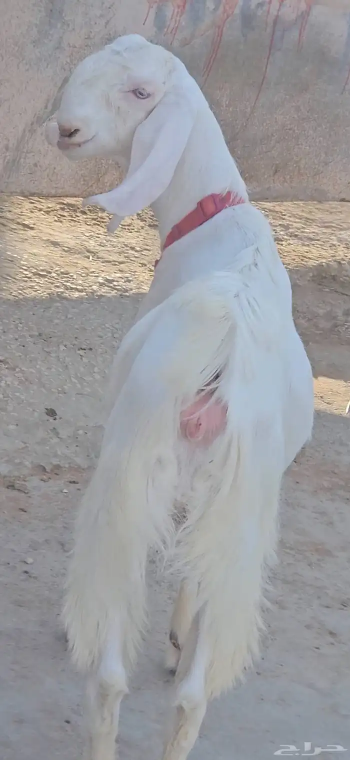 عنزين مطورات بيض برص جم سلالة نوادر وفواخر 10