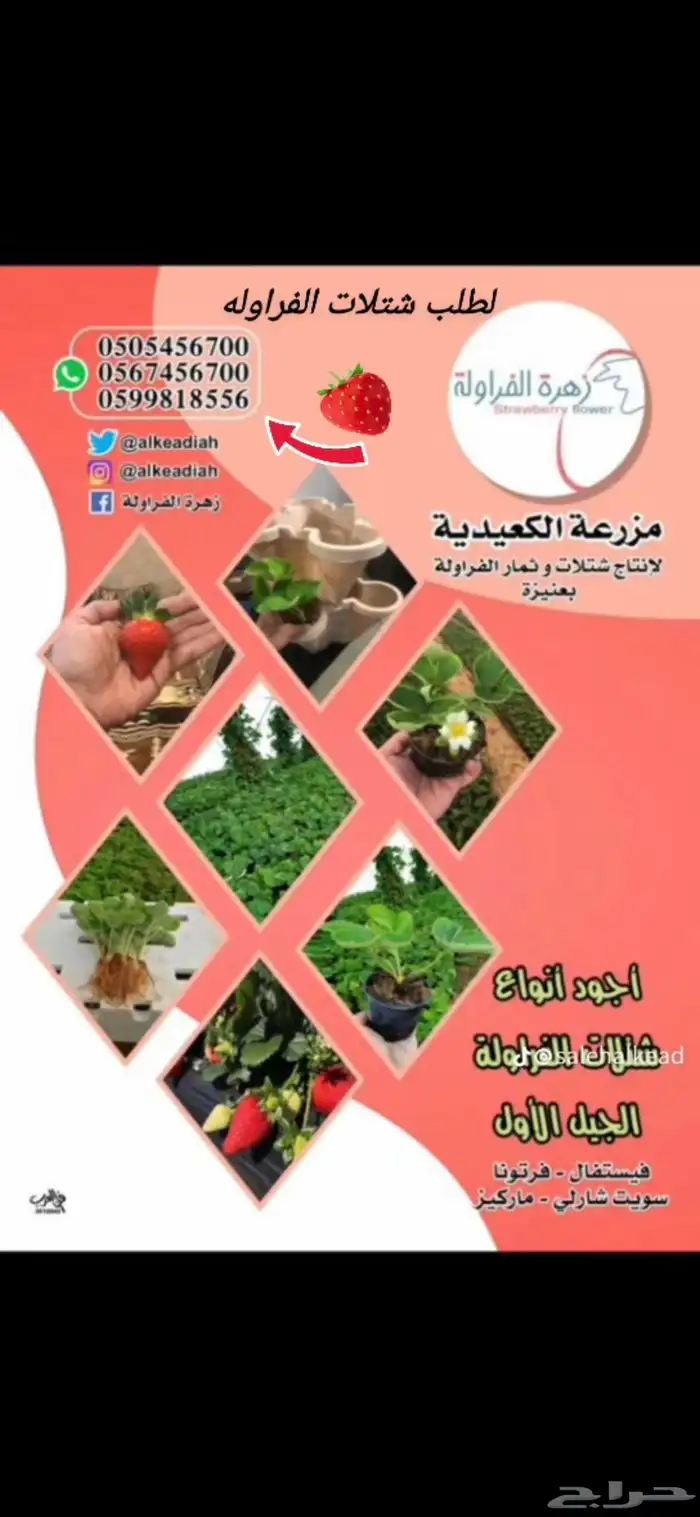 شتلات فراوله جيل اول 2