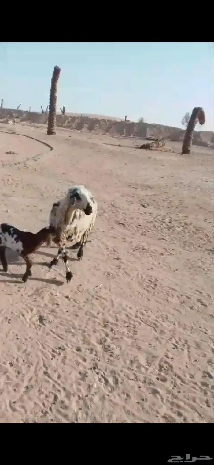 شياه ولد تامات 3