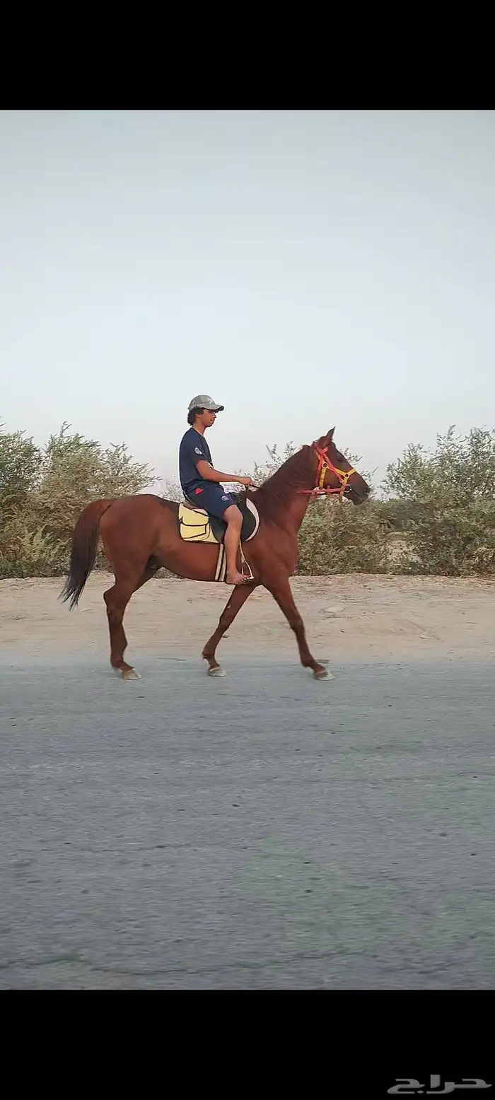للبيع حصان عربي وهو خط سرعه 0