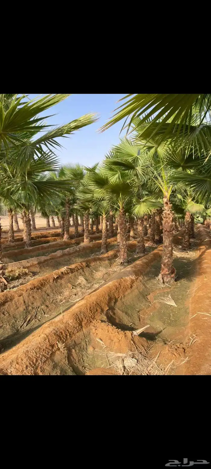 نخل واشنطني امريكي ابو مروحه 4