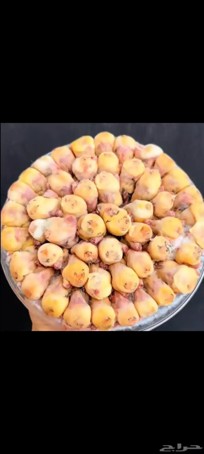 طيور مغلقات شحمم ومشروطات 0
