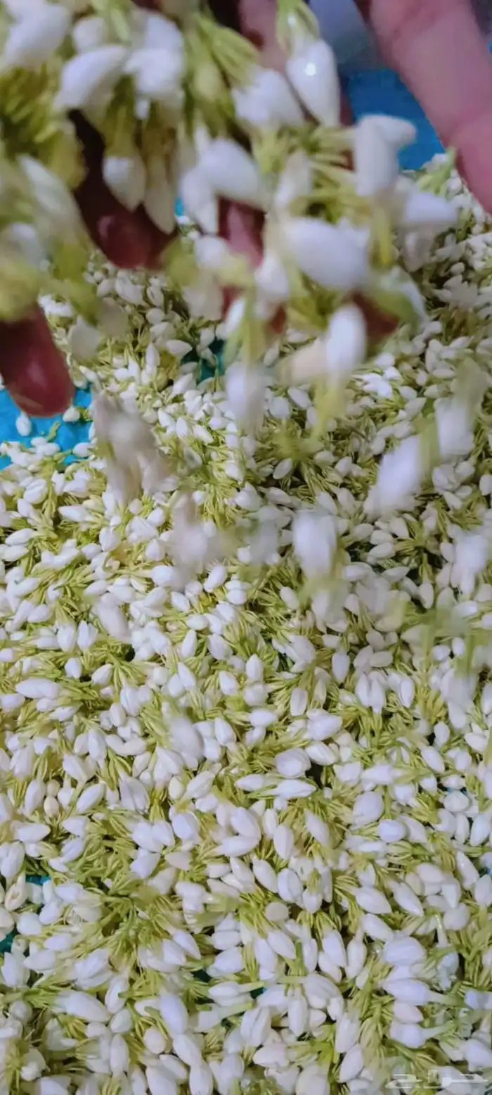 محل فل ورد الرياض تنسيق مهرجانات حفلات الزواج متوفر جميع الا 7