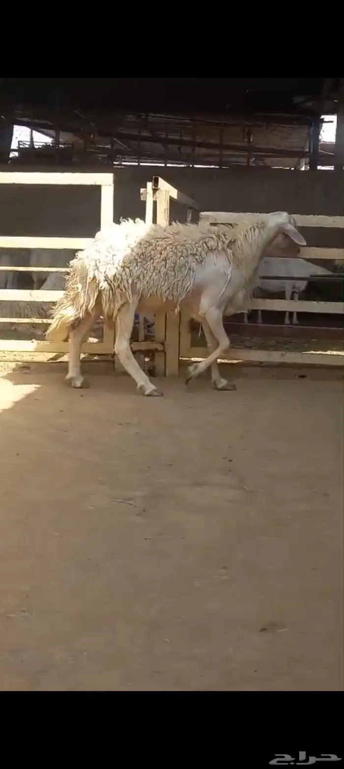 خروف حري فحل كفو 2