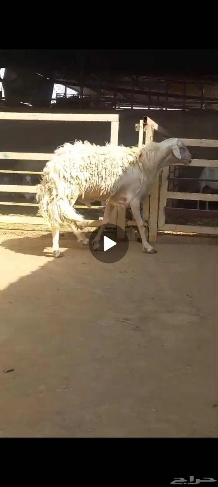 خروف حري فحل كفو 4