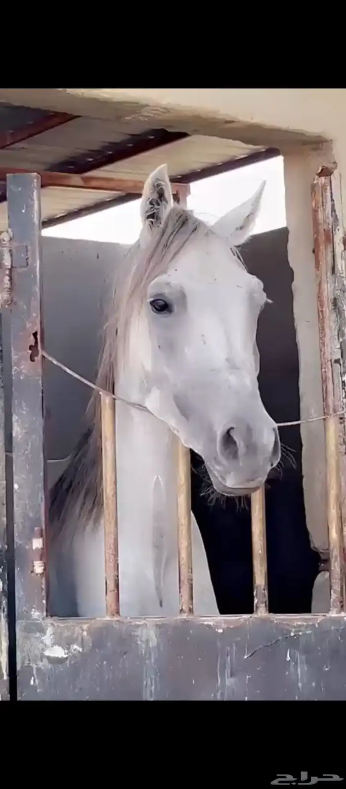 احصان شعبي 0