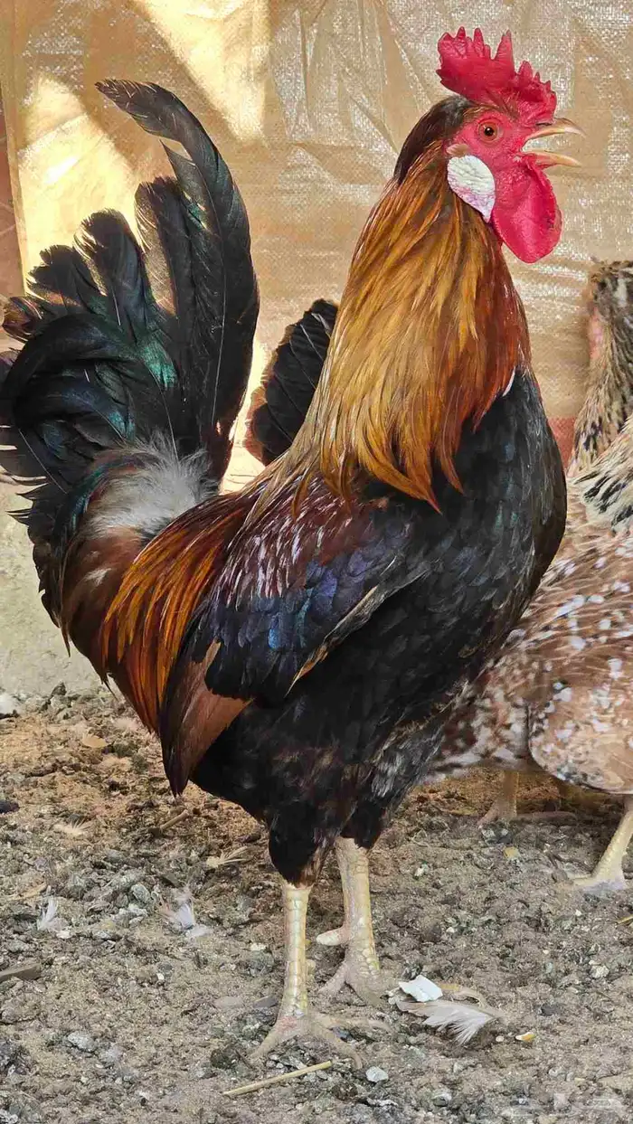 للبيع دجاج ترثه 7