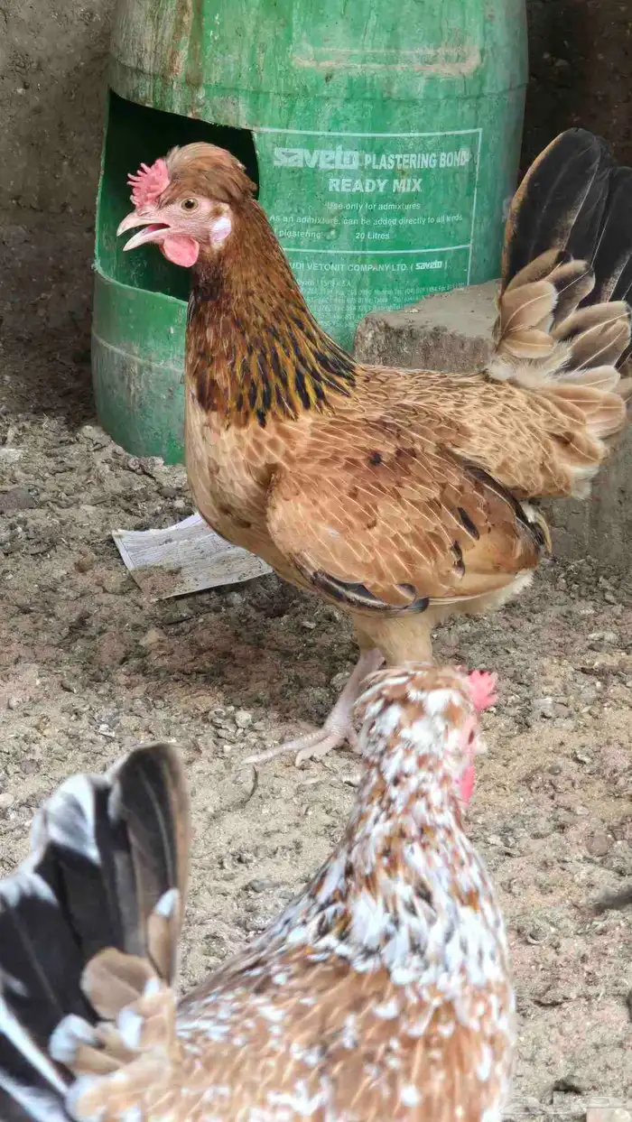 للبيع دجاج ترثه 2
