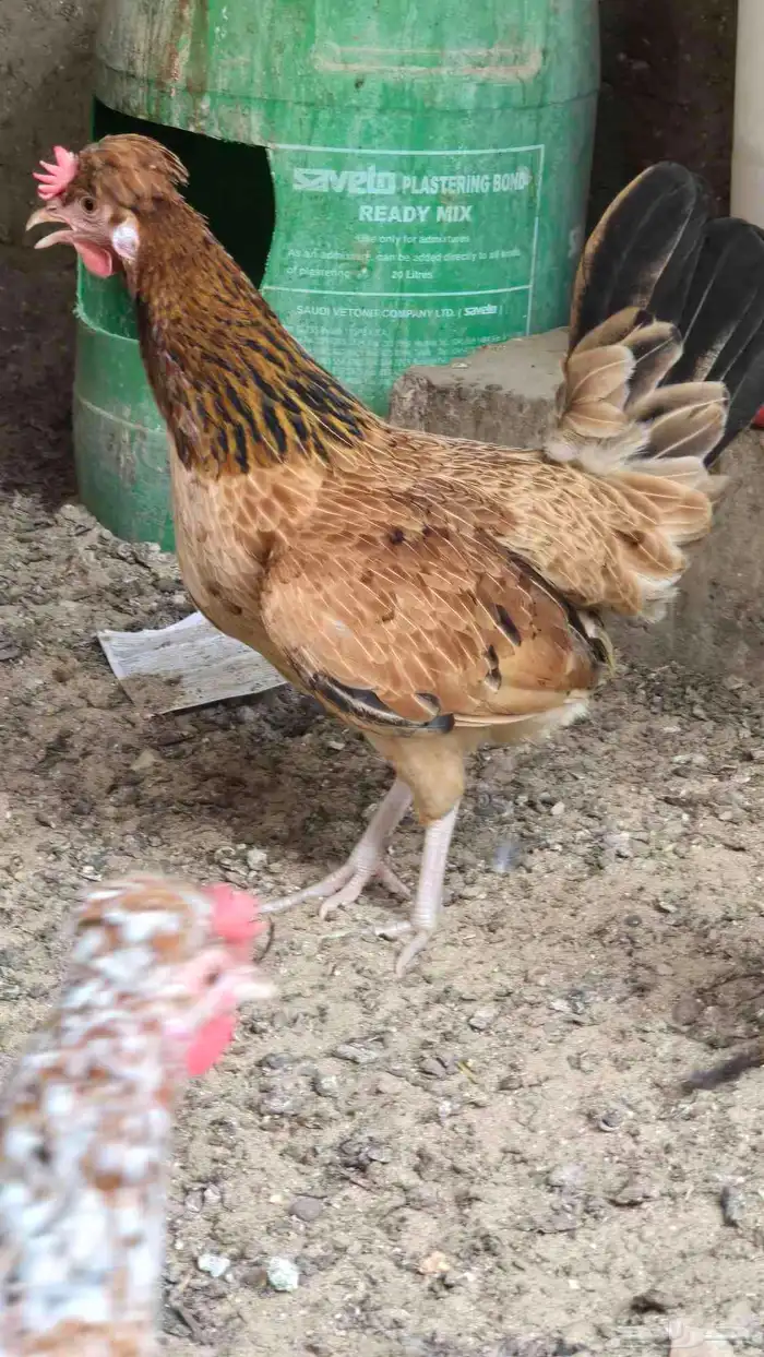 للبيع دجاج ترثه 3