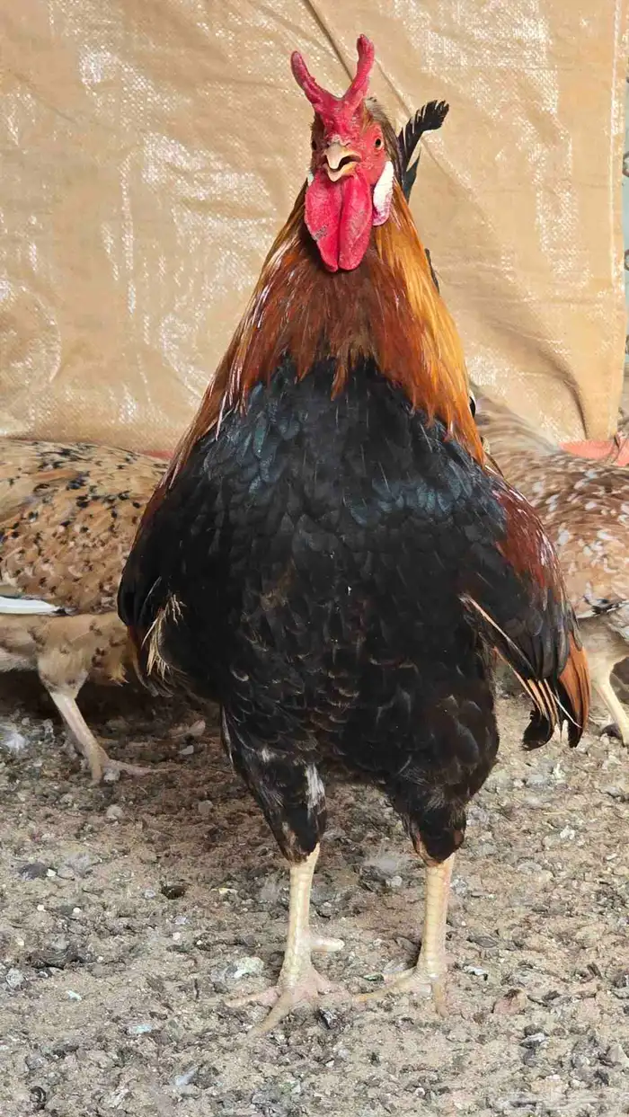للبيع دجاج ترثه 6