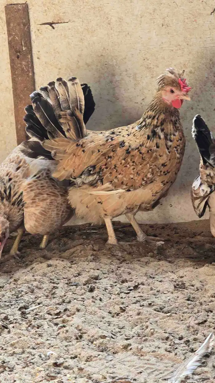 للبيع دجاج ترثه 9