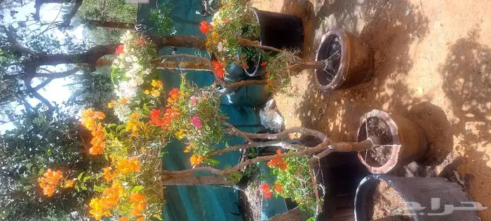 جهنمية ملون تايلندي ونخيل واشنطن زينه ونخل مثمر بلدي للبيع 0
