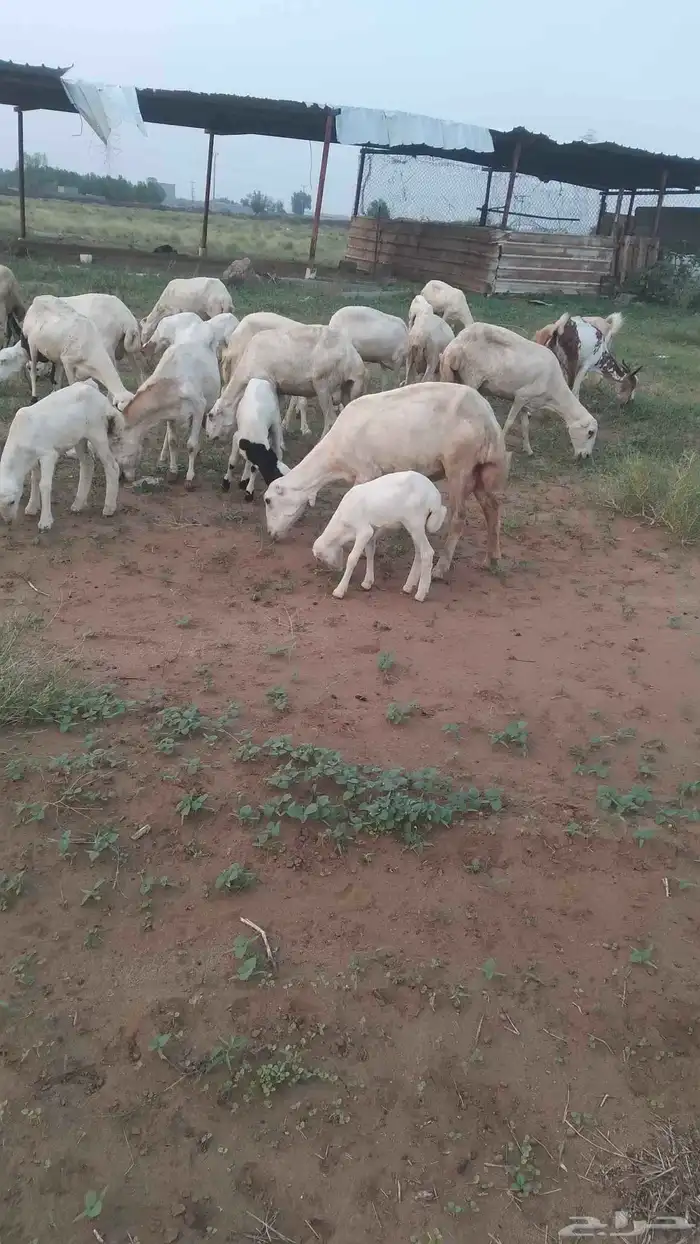 أعرض لكم ضان رفيديات عدد 22 يتبعه 22 مضمونه من كل عيب 3