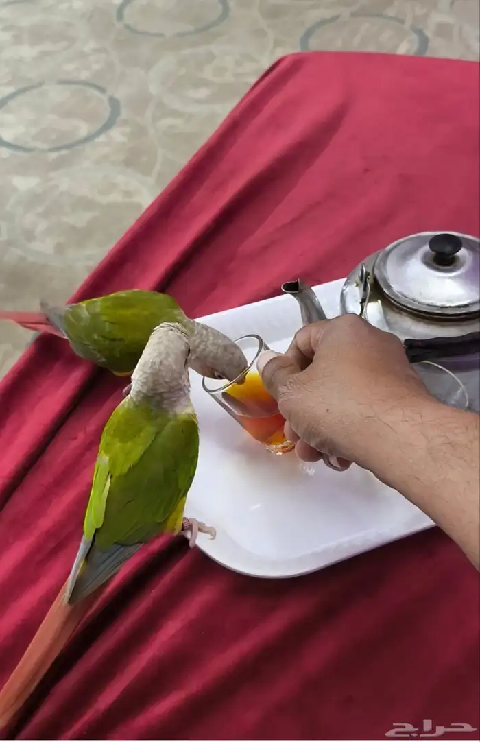 ببغاء كنيور 2