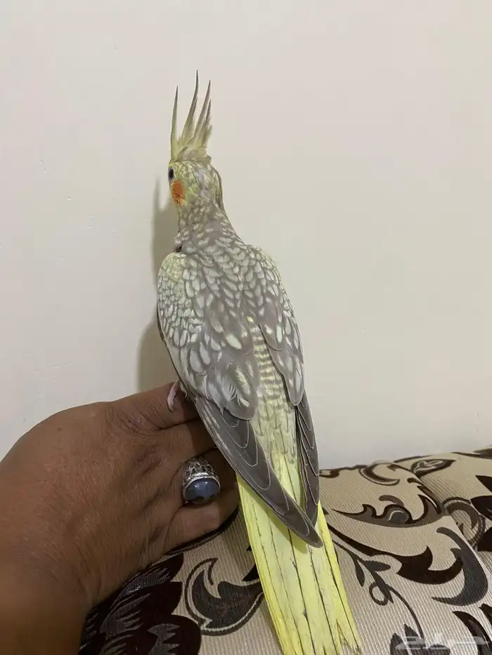 فرخ كروان فراشه تم البيع 3