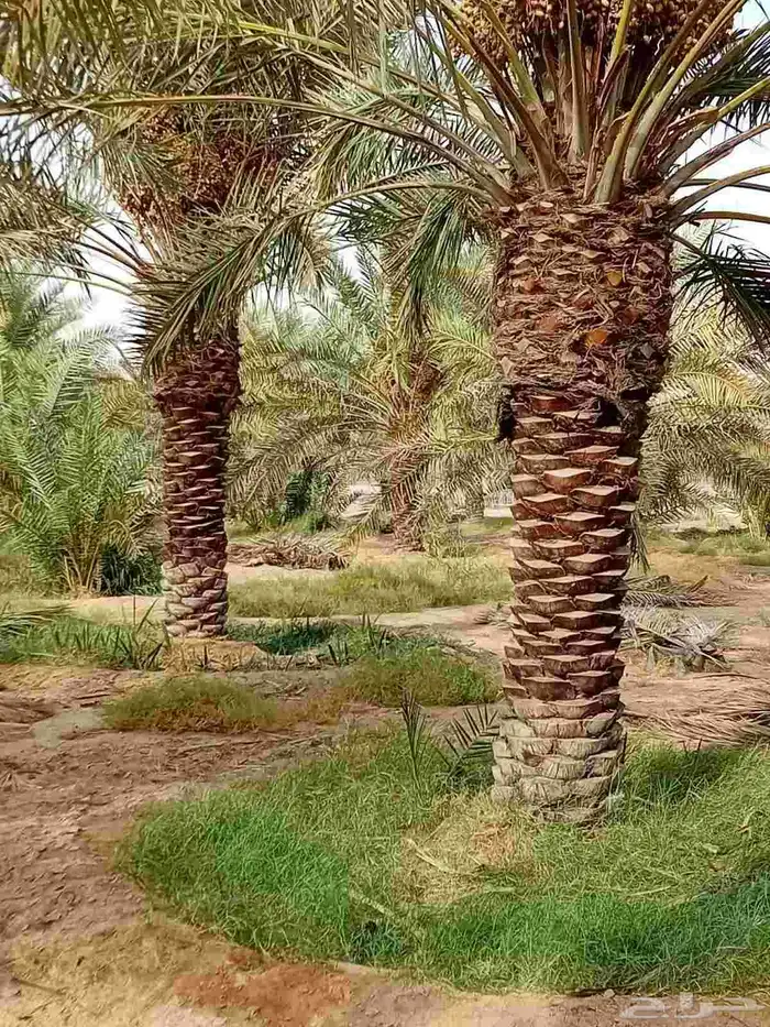 نخيل واشنطني جميع المقاسات ونوصل جميع مناطق المملكة 1