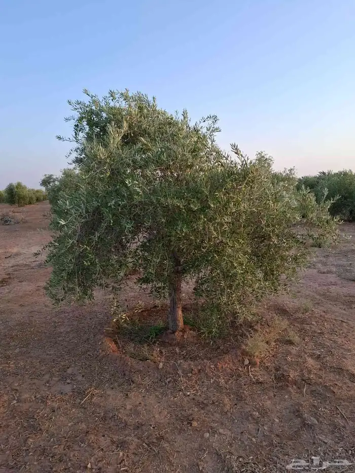 شجره زيتونه معمره متفرع اشجار زيتون نخل وشنطونيا نخل عربي 3