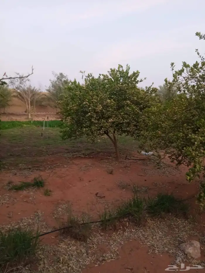 تركيب شبوك مزارع 0