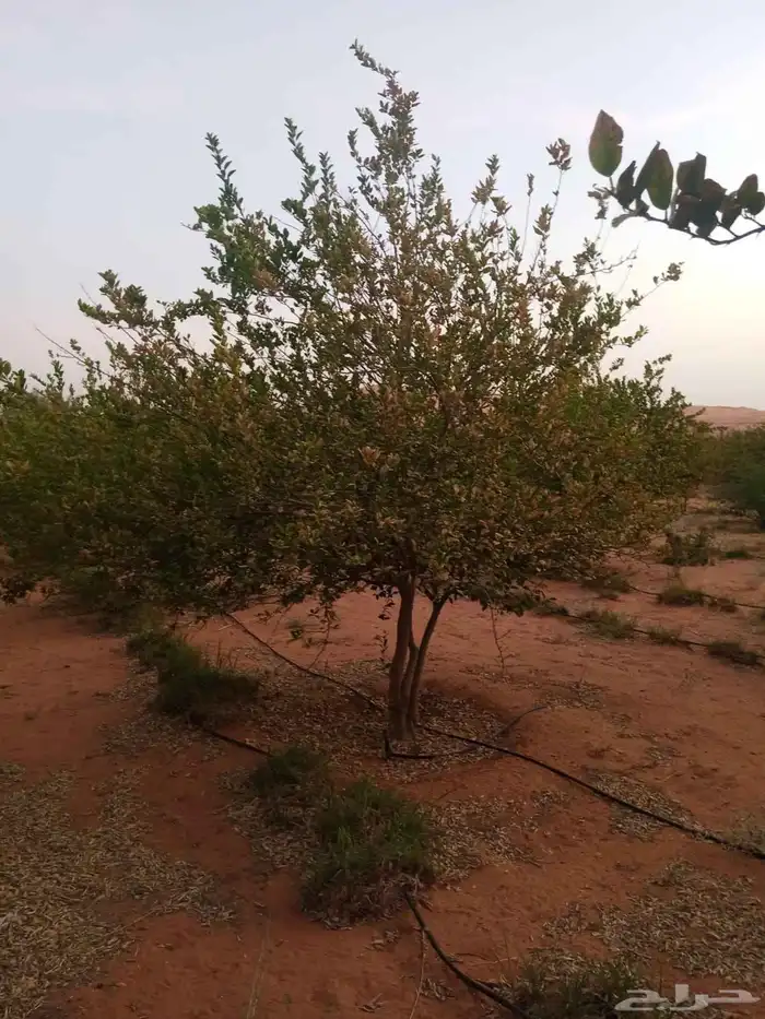 تركيب شبوك مزارع 2