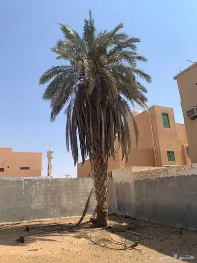 نخيل الزلفي الغاط المجمعه سدير القصيم index