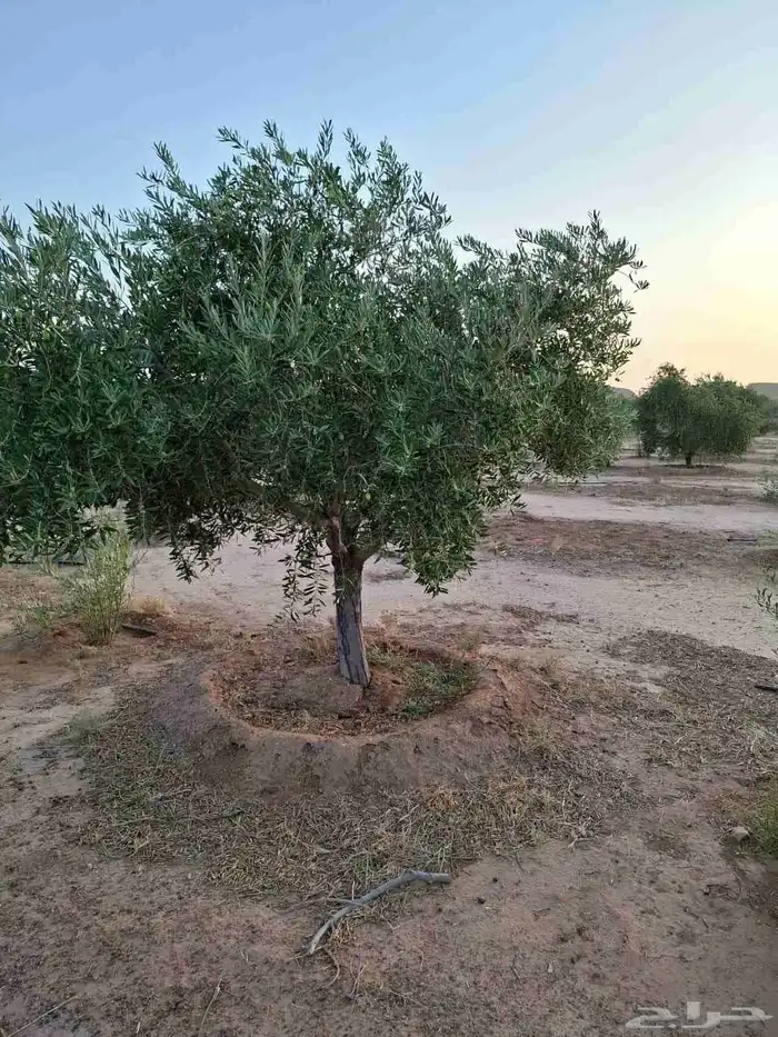 شجره زيتونه معمره متفرع اشجار زيتون نخل وشنطونيا نخل عربي 0